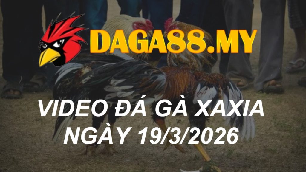VIDEO GÀ XAXIA NGÀY 19/3/2026