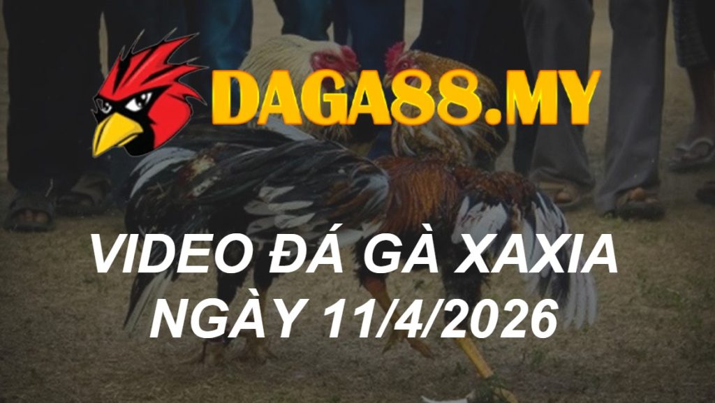 VIDEO GÀ XAXIA NGÀY 11/4/2026